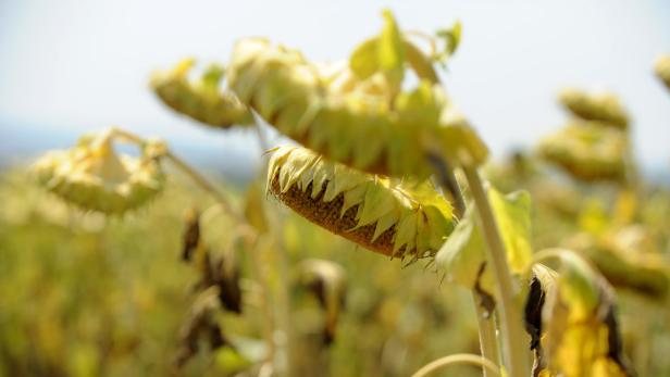 Sonnenblumen in der Nähe von Krems: Die anhaltende Trockenheit im Sommer machte der Landwirtschaft in Österreich schwer zu schaffen.