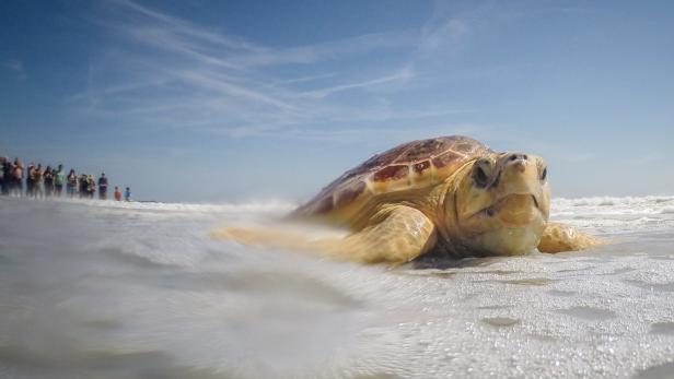 Ein spannender Moment: Monatelang wurde diese gestrandete Schildkröte gesund gepflegt. Nun soll sie wieder ins Meer entlassen werden und aus eigener Kraft überleben.