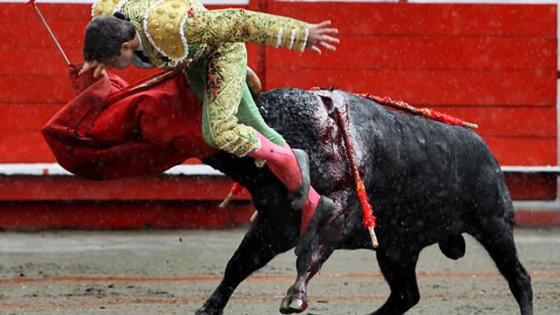 Ein Torero wird während eines Stierkampfs von einem Stier angegriffen.