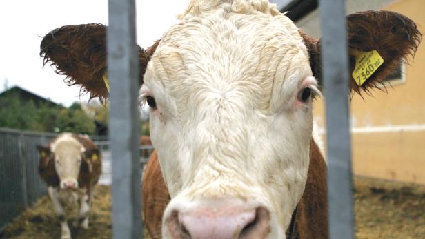 Bayern: Rinderseuche aus Österreich eingeschleppt
