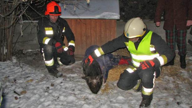 Zwei Feuerwehrleute kümmern sich um ein Schwein im Schnee.