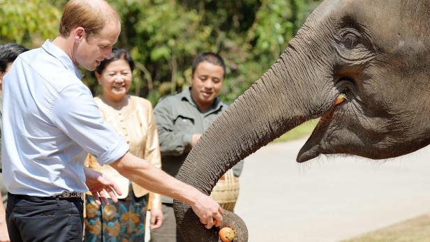 Eine Karotte für die Elefanten-Dame: Prinz William (32) hat sich in China für den Schutz bedrohter Tierarten und einen energischen Kampf gegen Wilderer eingesetzt. &quot;Es ist wichtig, dass die Probleme mit dem illegalen Handel von wilden Tieren verstanden und jedem beigebracht werden&quot;, sagte William, der sich in der Provinz Yunnan über den Schutz der 250 freilebenden Elefanten im Naturreservat Xishuangbanna informierte.