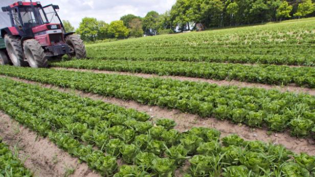 Eine Ausweitung der Sanktionen zwischen der EU und Russland hätte für Österreich weitreichendere Folgen als Überangebot und Preisverfall bei Obst und Gemüse.