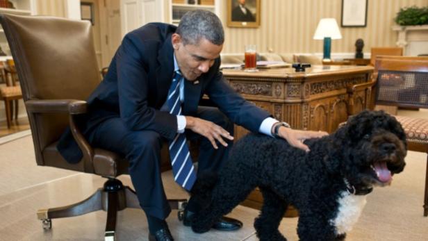 President Barack Obama pets Bo, the Obama family dog, in the Oval Office, June 21, 2012. (Official White House Photo by Pete Souza)This official White House photograph is being made available only for publication by news organizations and/or for personal use printing by the subject(s) of the photograph. The photograph may not be manipulated in any way and may not be used in commercial or political materials, advertisements, emails, products, promotions that in any way suggests approval or endorsement of the President, the First Family, or the White House.