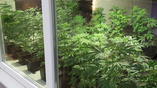 Rund 50 Cannabispflanzen bot der 27-Jährige an