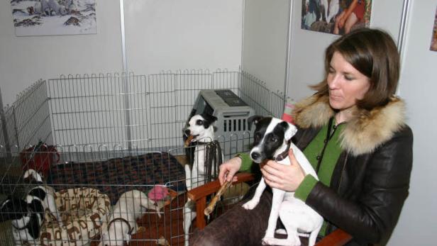 Eine Frau hält einen Jack Russell Terrier auf dem Schoß, während andere Hunde in einem Gehege sind.