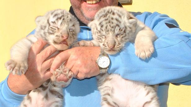 Zoo freut sich über 2 weiße Tigerbabys