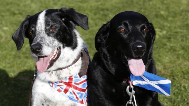 Auch bei den Vierbeinern ist der Kampf noch unentschieden. Ein Hund posiert mit dem Union Jack, der andere mit der schottischen Flagge.