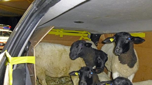 Mehrere Schafe mit schwarzen Köpfen stehen im Kofferraum eines Autos.