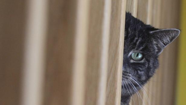 Eine getigerte Katze späht zwischen Holzlatten hervor.