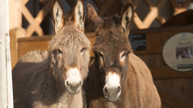 Esel Tina und Moritz, Gut Aiderbichl