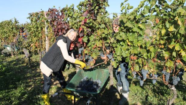 Evi Koppitsch, Winzerin aus Neusiedl am See, ist mit der Qualität zufrieden