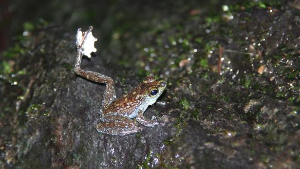 Ein kleiner, braun gesprenkelter Frosch sitzt auf einem moosbewachsenen Stein.
