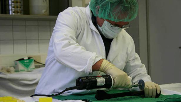 Ein Wissenschaftler bearbeitet einen Knochen mit einem Elektrowerkzeug.