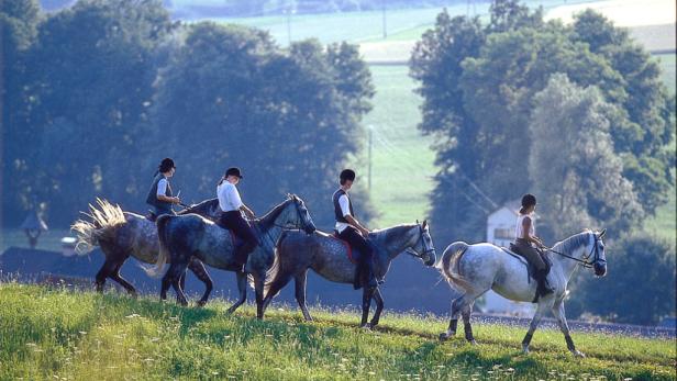Eine Gruppe von Reiterinnen auf grauen Pferden reitet über eine grüne Wiese.
