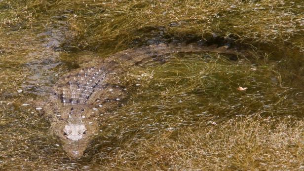 Ein Krokodil liegt im flachen Wasser, umgeben von Gras.
