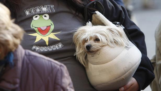 Ein kleiner Hund sitzt in einer Tragetasche vor der Brust einer Person mit einem Kermit-T-Shirt.