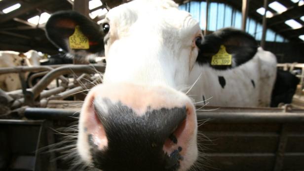 Milchquote: Zum Abschied droht Rekordstrafe