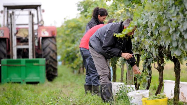 Die heimischen Winzer erwarten heuer mit 1,7 Mio. Hektoliter Weißwein und 0,9 Mio. Hektoliter Rot- und Roséwein eine leicht über dem langjährigen Durchschnitt liegende Weinernte.