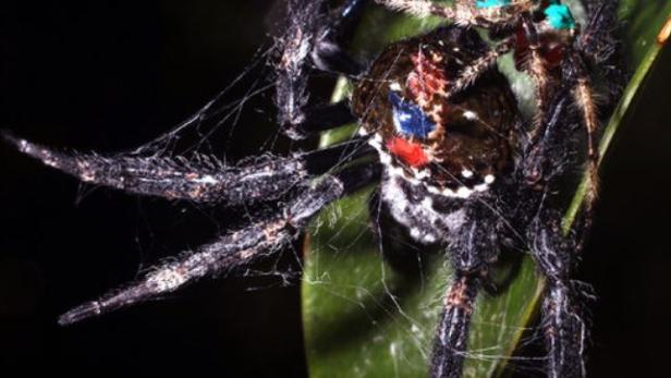 Neu entdeckt: Auch Spinnen praktizieren Oralsex