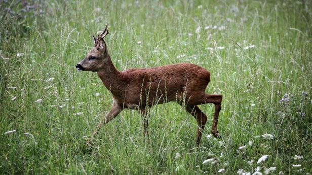 Seltsame Funde stellen die Jäger vor ein Rätsel