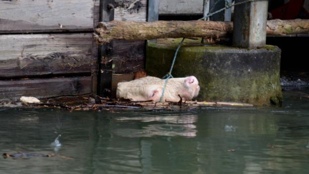 Ein helles Schwein liegt im Wasser an einem hölzernen Kai.