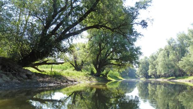 "Amazonas von Europa" in Gefahr