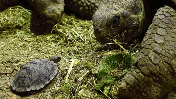 Eine kleine Schildkröte steht neben einer großen Schildkröte im Stroh.