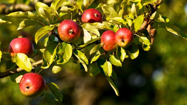 Mehrere rote Äpfel hängen an einem Ast mit grünen Blättern.