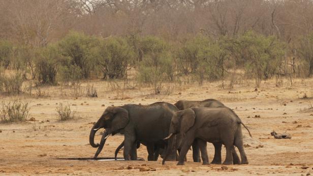 Elefanten im Hwange National Park in Simbabwe