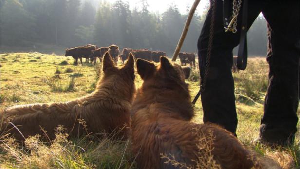 Geborene Jäger: Hunde in ihrer ursprünglichsten Bestimmung