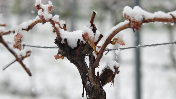 Unerwarteter Schnee und nächtlicher Frost setzten Weinreben zu