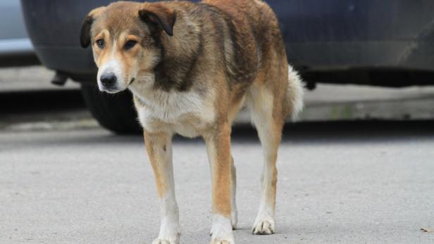 65.000 Straßenhunde gibt es in Bukarest