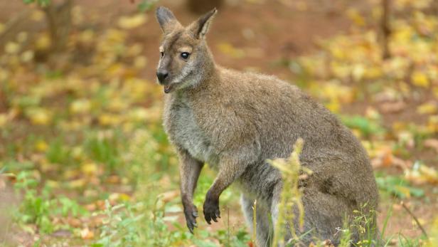 Ein Bennett-Känguru im Tiergarten Schönbrunn.