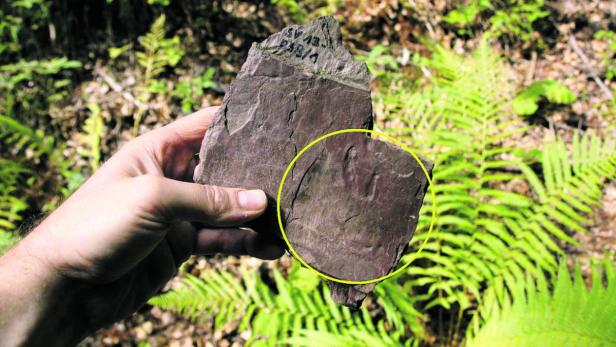 Klauenabdruck eines Diapsiden, gefunden am Laaser Berg, Kärnten.