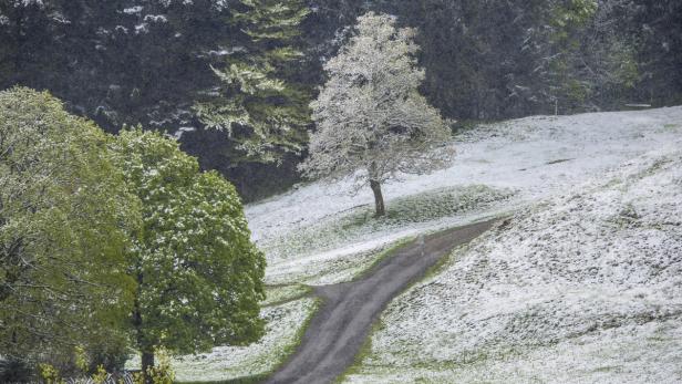Schnee bedeckt eine hügelige Landschaft mit Bäumen und einem gewundenen Weg.