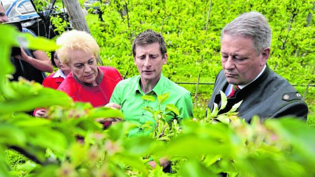 Landesrätin Dunst mit Obstbauer Gerald Zotter und Bundesminister Andrä Rupprechter beim Lokalaugenschein in Kukmirn