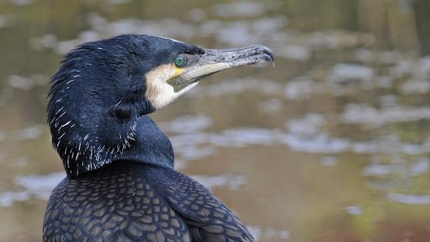 Die geschützten Vögel machen den Fischern laut einer Studie ordentlich Konkurrenz.