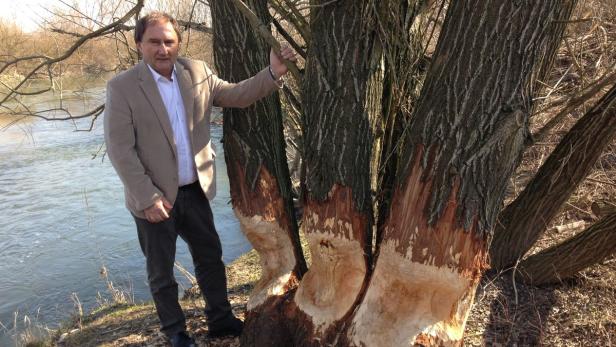 Zurndorfs Bürgermeister Werner Friedl: „Bäume und Hochwasserdämme werden zerstört. Wir brauchen endlich eine Lösung“