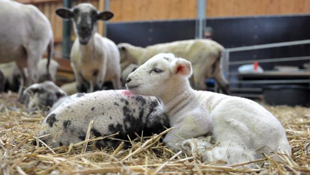 Neue Tierseuche breitet sich aus