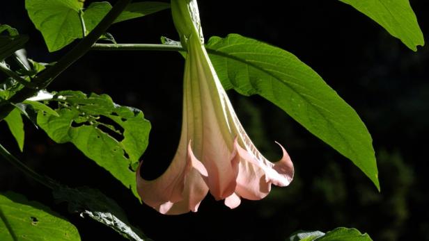 Eine rosa Engelstrompete hängt an einem Zweig mit grünen Blättern.