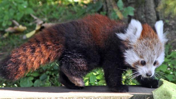 Entzückend: der Rote Panda in der Freianlage im Zoo Salzburg.