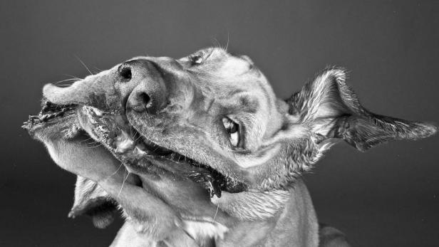 Ein Hund schüttelt sich in einer Schwarzweißaufnahme.