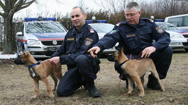 Zwei Polizisten knien mit ihren jungen Diensthunden vor Polizeiautos.