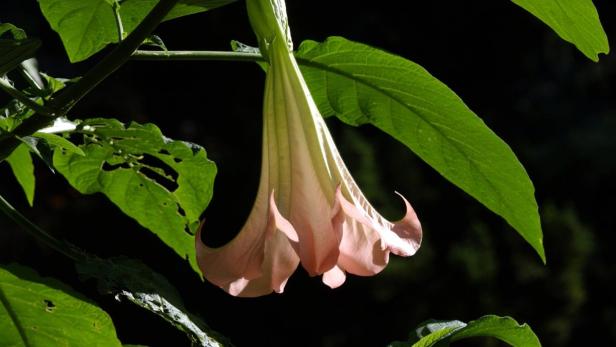Eine rosa Engelstrompete hängt an einem Baum mit grünen Blättern.