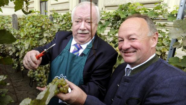 Bürgermeister Michael Häupl und Vizepräsident der Wiener Landwirtschaftskammer Herbert Schilling während einer Weinleseaktion im kleinsten Weingarten Wiens am Schwarzenbergplatz.