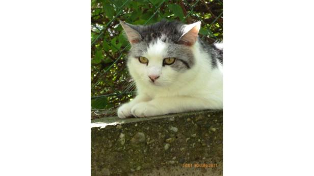 Eine weiß-graue Katze liegt auf einer Mauer vor einem grünen Zaun.