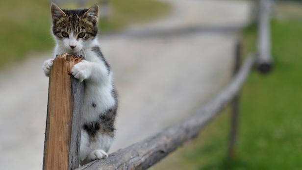 Ein Kätzchen klettert an einem Holzzaun hoch.