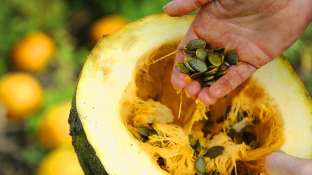 Eine Hand hält Kürbiskerne über einem halbierten Kürbis.