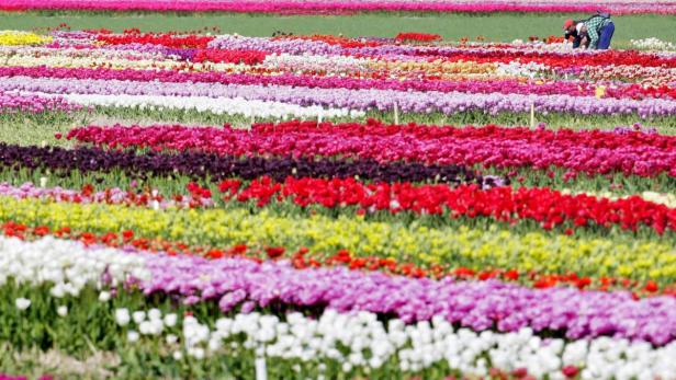 Russland will keine Tulpen mehr aus Amsterdam